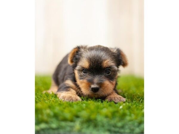 Yorkshire Terrier-DOG-Female-Black / Tan-693-Petland Lake St. Louis & Fenton, MO