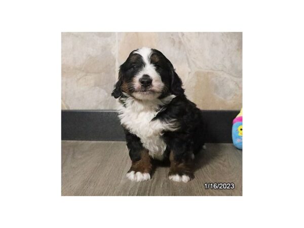 Bernadoodle Mini-DOG-Male-Black Rust / White-710-Petland Lake St. Louis & Fenton, MO