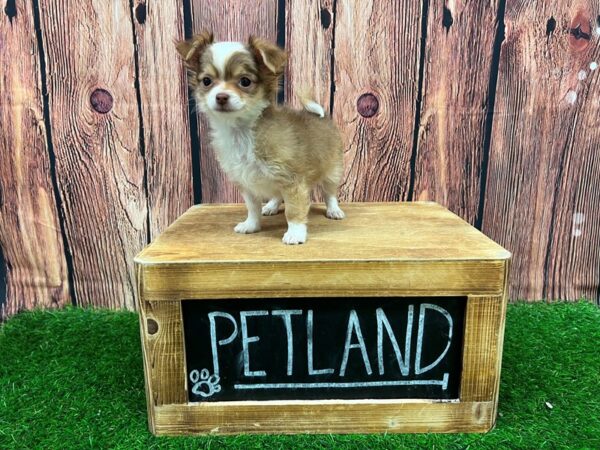 Chihuahua DOG Male Fawn 27942 Petland Lake St. Louis & Fenton, MO