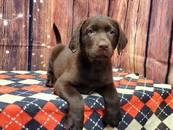Labrador Retriever-DOG-Female-Chocolate-703-Petland Lake St. Louis & Fenton, MO