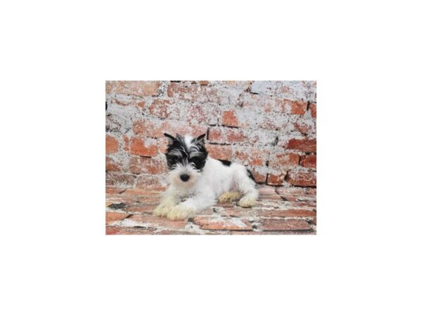 Miniature Schnauzer-DOG-Female-Parti-27955-Petland Lake St. Louis & Fenton, MO