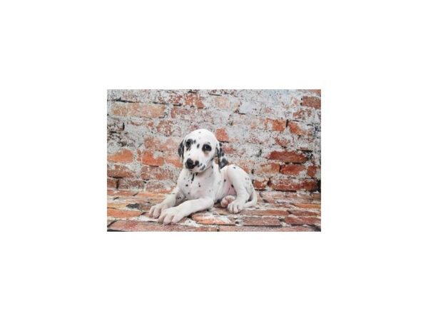 Dalmatian-DOG-Male-White and Black-27975-Petland Lake St. Louis & Fenton, MO