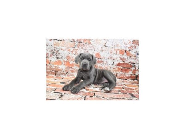 Cane Corso-DOG-Female-Grey-27977-Petland Lake St. Louis & Fenton, MO