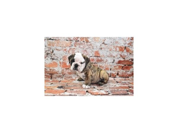 English Bulldog-DOG-Male-Fawn Brindle and White-27985-Petland Lake St. Louis & Fenton, MO