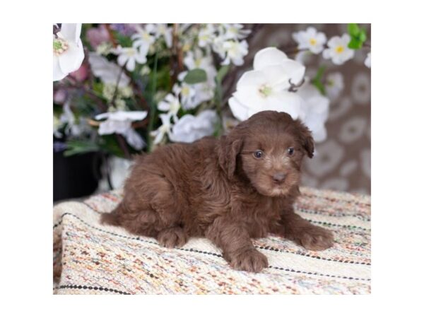 Mini Aussiedoodle-DOG-Female-Chocolate-757-Petland Lake St. Louis & Fenton, MO
