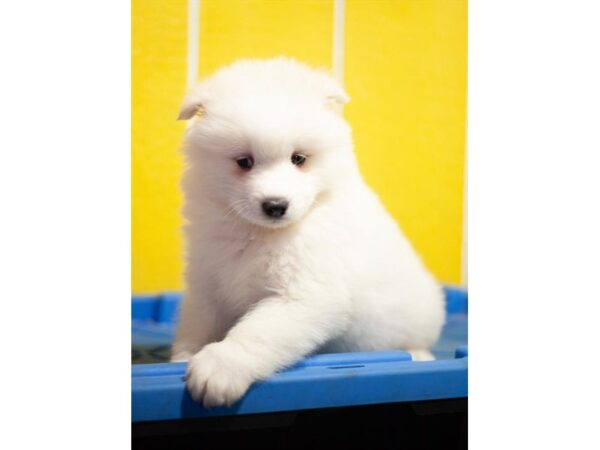 Samoyed-DOG-Female-White-760-Petland Lake St. Louis & Fenton, MO