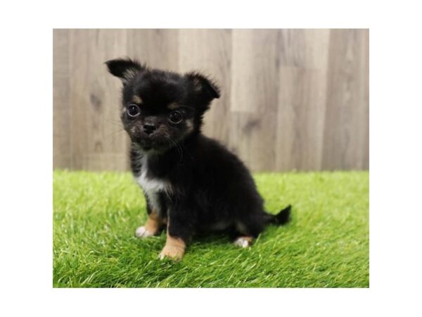 Chihuahua DOG Female Black / Tan 762 Petland Lake St. Louis & Fenton, MO