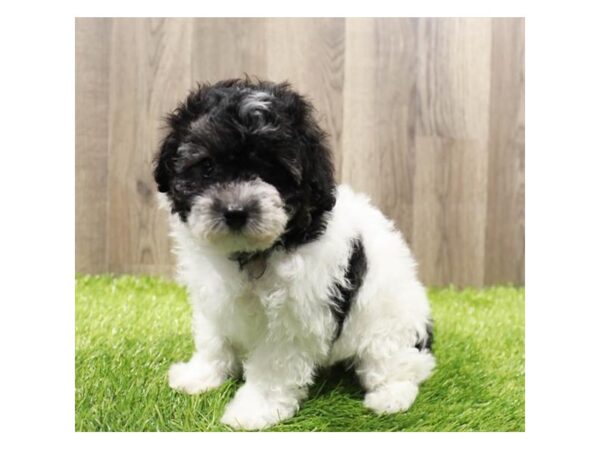 Bichonpoo-DOG-Female-Black / White-27998-Petland Lake St. Louis & Fenton, MO