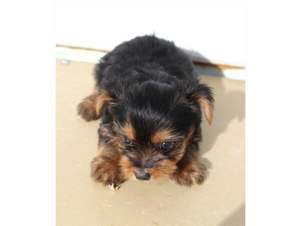 Yorkshire Terrier-DOG-Female-Black / Tan-28013-Petland Lake St. Louis & Fenton, MO