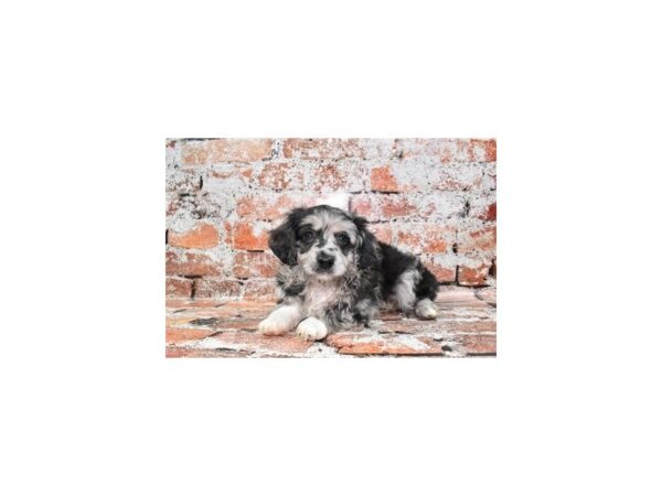 Mini Aussiedoodle-DOG-Female-Merle-28025-Petland Lake St. Louis & Fenton, MO
