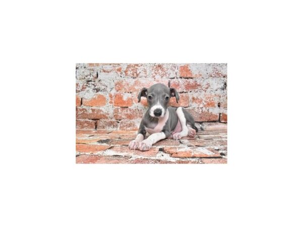 Italian Greyhound-DOG-Male-Blue-28022-Petland Lake St. Louis & Fenton, MO