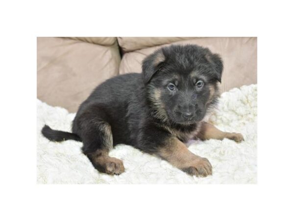 German Shepherd Dog-DOG-Male-Black / Tan-794-Petland Lake St. Louis & Fenton, MO
