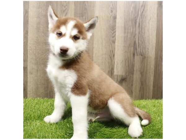 Siberian Husky-DOG-Male-Red / White-28040-Petland Lake St. Louis & Fenton, MO