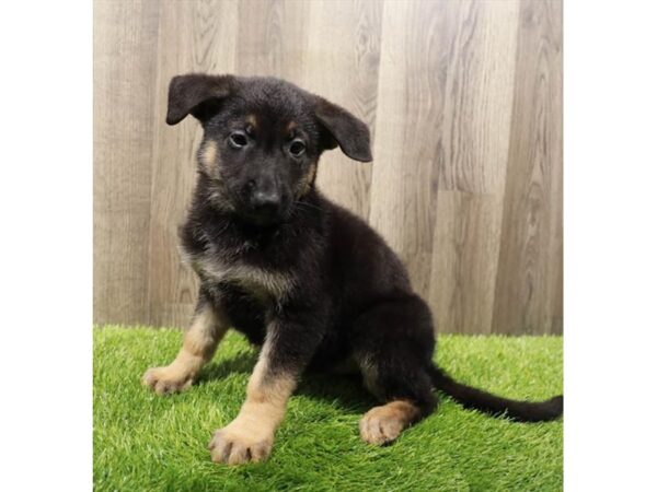 German Shepherd Dog-DOG-Female-Black / Tan-28041-Petland Lake St. Louis & Fenton, MO