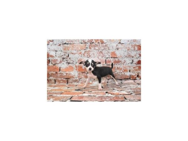 Chihuahua-DOG-Female-Black and Tan-804-Petland Lake St. Louis & Fenton, MO
