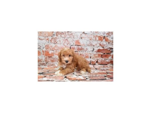 Mini Aussiedoodle-DOG-Male-Red-808-Petland Lake St. Louis & Fenton, MO