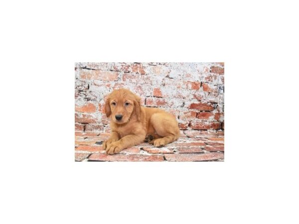 Golden Retriever-DOG-Female-Dark Golden-810-Petland Lake St. Louis & Fenton, MO