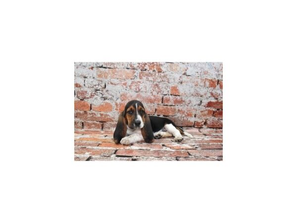 Basset Hound-DOG-Female-Black White and Tan-813-Petland Lake St. Louis & Fenton, MO
