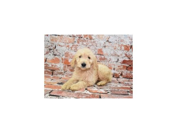 Standard Goldendoodle-DOG-Female-Golden-28052-Petland Lake St. Louis & Fenton, MO