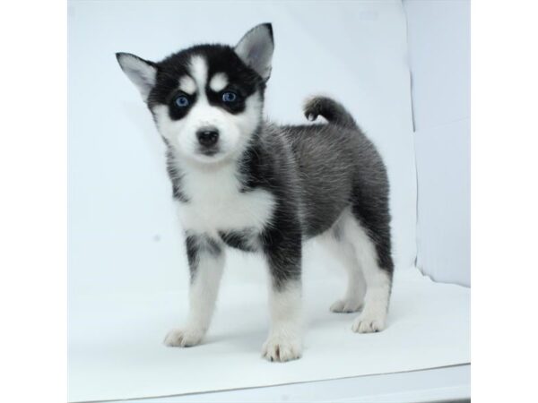 Pomsky-DOG-Female-Black / White-28054-Petland Lake St. Louis & Fenton, MO