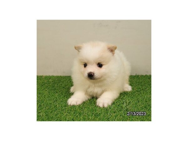 Pomeranian-DOG-Male-White-28067-Petland Lake St. Louis & Fenton, MO