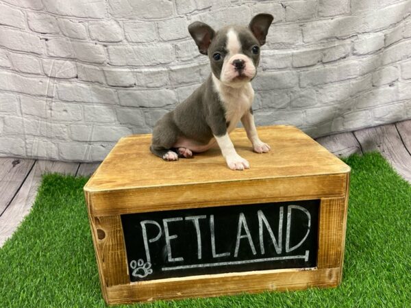 Boston Terrier-DOG-Female-Blue-28055-Petland Lake St. Louis & Fenton, MO