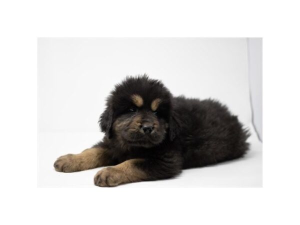 Tibetan Mastiff-DOG-Male-Black / Tan-28078-Petland Lake St. Louis & Fenton, MO