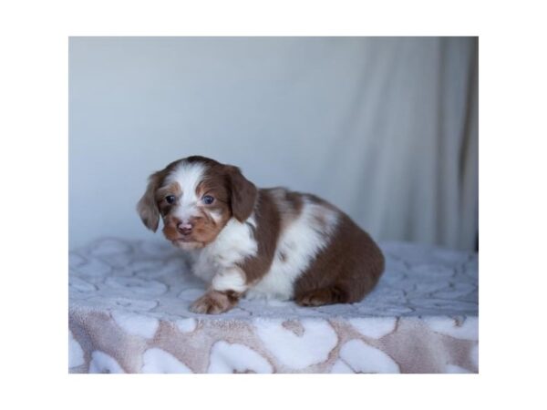 Dachshund-DOG-Female-Chocolate & White-28076-Petland Lake St. Louis & Fenton, MO