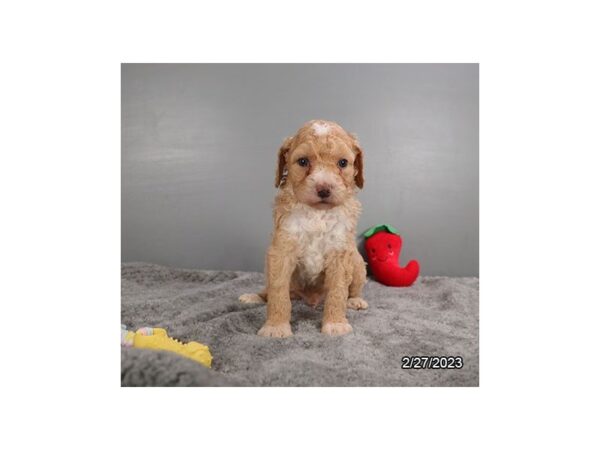 Labradoodle Mini 2nd Gen-DOG-Male-Apricot-28094-Petland Lake St. Louis & Fenton, MO