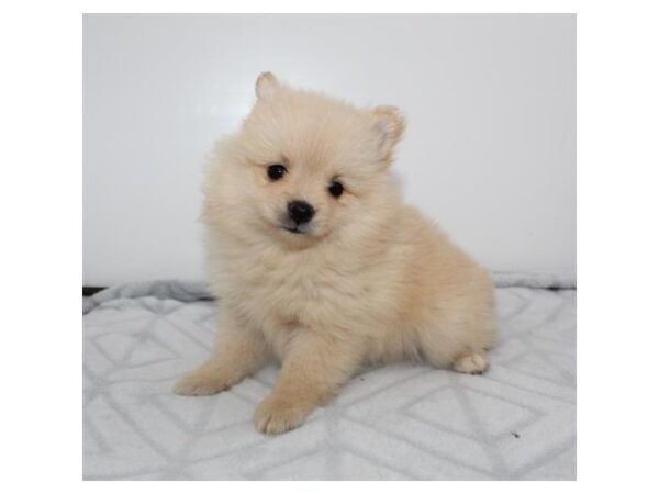 Pomeranian-Dog-Female-Tan-28098-Petland Lake St. Louis & Fenton, MO