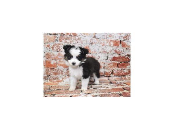 Toy Australian Shepherd-DOG-Male-Black and White-28107-Petland Lake St. Louis & Fenton, MO