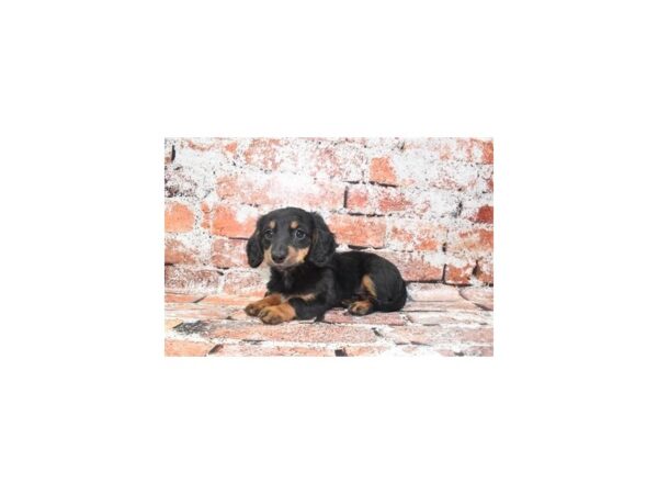 Dachshund DOG Female Black and Tan 872 Petland Lake St. Louis & Fenton, MO