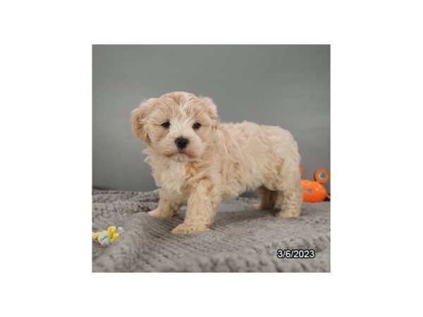 Lhasapoo-DOG-Female-Cream-28120-Petland Lake St. Louis & Fenton, MO