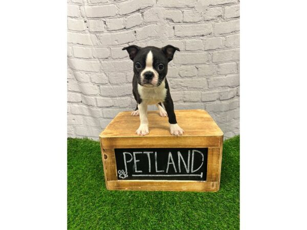 Boston Terrier-DOG-Male-Black / White-28110-Petland Lake St. Louis & Fenton, MO