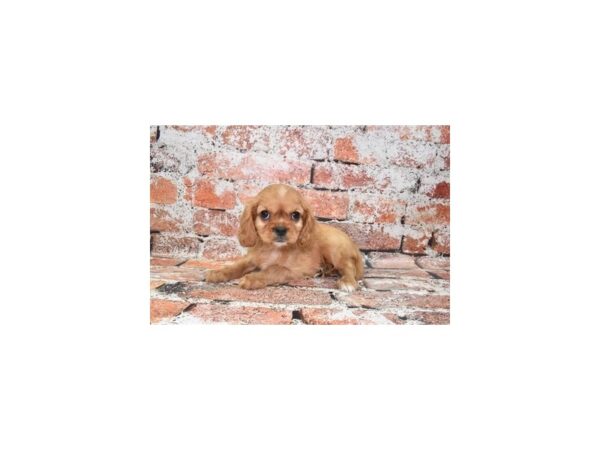 Cavalier King Charles Spaniel DOG Female Ruby 28131 Petland Lake St. Louis & Fenton, MO