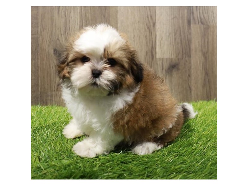 Teddy Bear-Male-Gold / White-4083731-Petland St. Louis, & Fenton Missouri