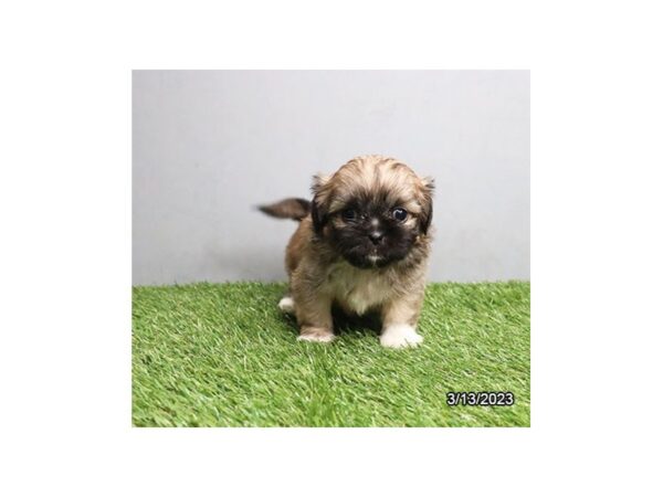 Shih Tzu-DOG-Female-Sable-28149-Petland Lake St. Louis & Fenton, MO