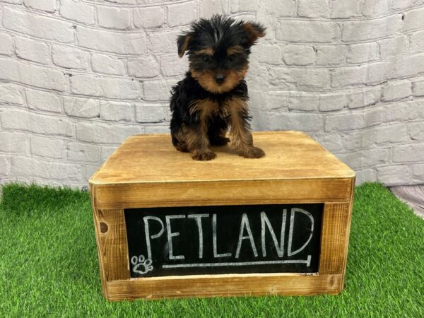 Yorkshire Terrier Dog Male Black and Gold 28133 Petland Lake St. Louis & Fenton, MO