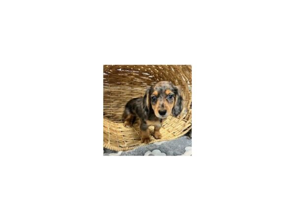 Dachshund-DOG-Female-Silver Dapple-897-Petland Lake St. Louis & Fenton, MO