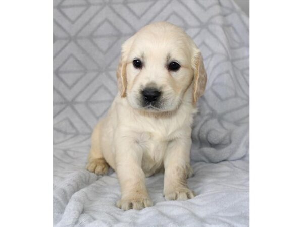 Golden Retriever-DOG-Male-Cream-28156-Petland Lake St. Louis & Fenton, MO
