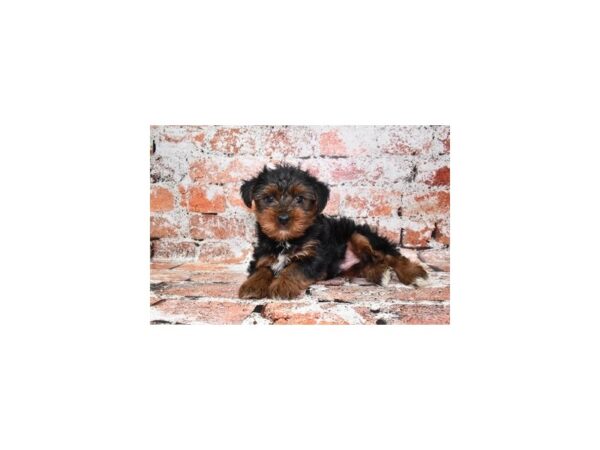 Yorkshire Terrier Dog Male Black and Gold 28162 Petland Lake St. Louis & Fenton, MO