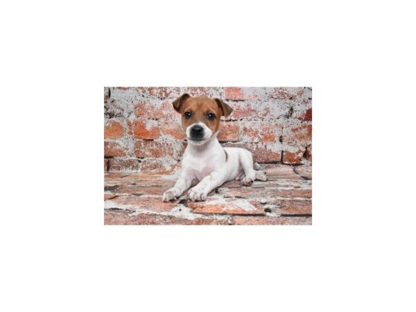 Jack Russell Terrier-DOG-Male-White and Red-908-Petland Lake St. Louis & Fenton, MO