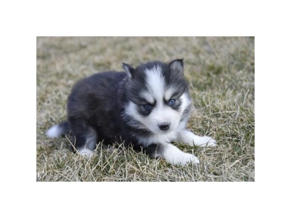 Huskimo-DOG-Female-Black / White-28167-Petland Lake St. Louis & Fenton, MO