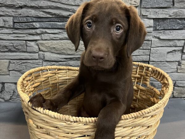 Labrador Retriever-DOG-Male-Chocolate-887-Petland Lake St. Louis & Fenton, MO