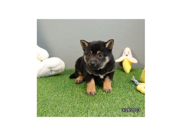 Shiba Inu DOG Male Black / Tan 28175 Petland Lake St. Louis & Fenton, MO
