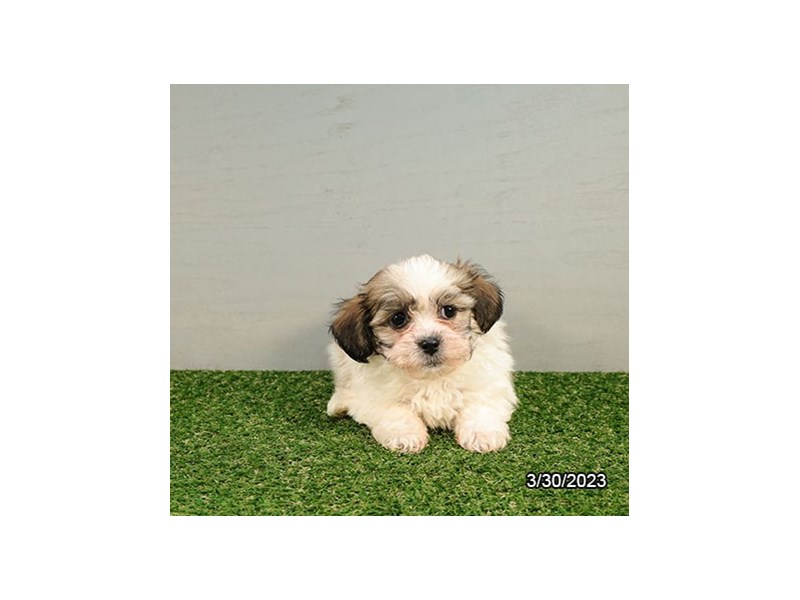 Teddy Bear-DOG-Female-Brown / White-4092944-Petland St. Louis, & Fenton Missouri