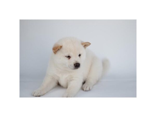 Shiba Inu DOG Female Cream 28180 Petland Lake St. Louis & Fenton, MO