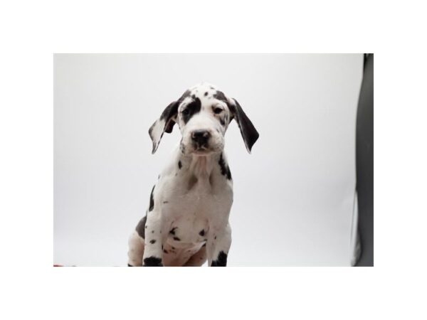 Great Dane-Dog-Female-Harlequin-28183-Petland Lake St. Louis & Fenton, MO