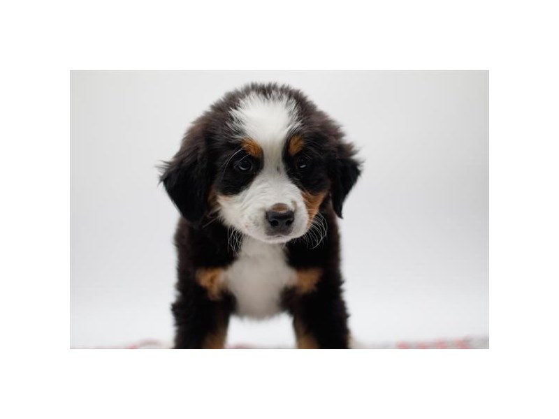 Bernese Mountain Dog-DOG-Male-Tri-Colored-4098337-Petland St. Louis, & Fenton Missouri
