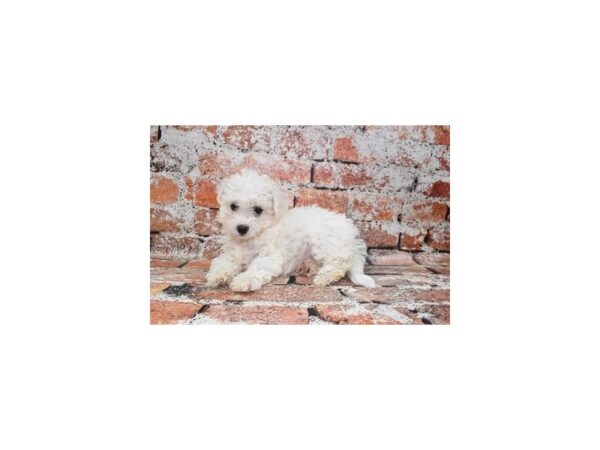 Bichon Frise-DOG-Female-White-28185-Petland Lake St. Louis & Fenton, MO